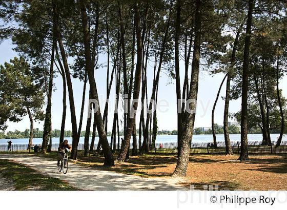 BOIS DE PINS, LE LAC DE BORDEAUX , VILLE DE  BRUGES, BORDEAUX METROPOLE, GIRONDE. (33F28207.jpg)