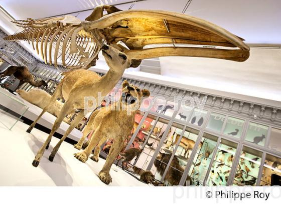 SALLE DES ANIMAUX DU MONDE, MUSEUM D' HISTOIRE NATURELLE , BORDEAUX, GIRONDE. (33F29209.jpg)