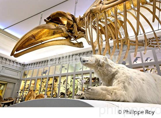 SALLE DES ANIMAUX DU MONDE, MUSEUM D' HISTOIRE NATURELLE , BORDEAUX, GIRONDE. (33F29212.jpg)