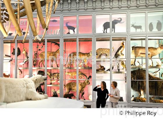 SALLE DES ANIMAUX DU MONDE, MUSEUM D' HISTOIRE NATURELLE , BORDEAUX, GIRONDE. (33F29216.jpg)