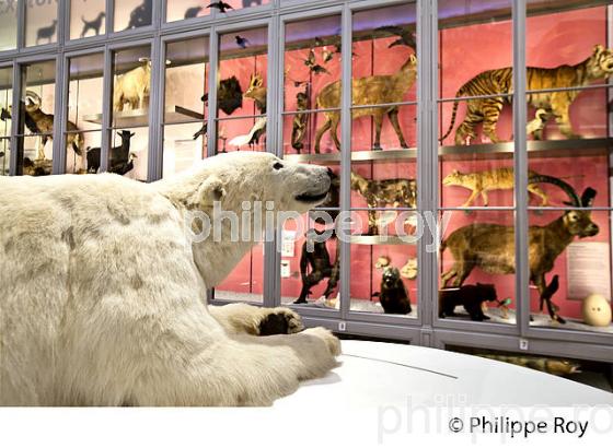 SALLE DES ANIMAUX DU MONDE, MUSEUM D' HISTOIRE NATURELLE , BORDEAUX, GIRONDE. (33F29218.jpg)