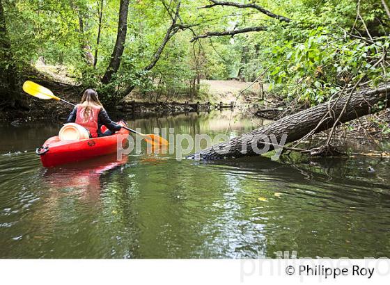 CANOE SUR LE CIRON, OENOTOURISME EN SAUTERNAIS , GIRONDE. (33F29232.jpg)