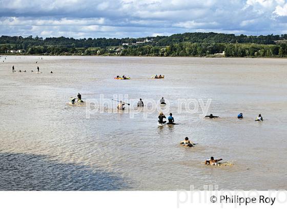 SURF SUR LE MASCARET DE LA  RIVIERE DORDOGNE, A SAINT-PARDON, GIRONDE. (33F30337.jpg)