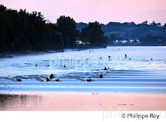 SURF SUR LE MASCARET DE LA  RIVIERE DORDOGNE, A SAINT-PARDON, GIRONDE. (33F30405.jpg)