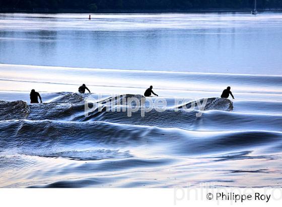SURF SUR LE MASCARET DE LA  RIVIERE DORDOGNE, A SAINT-PARDON, GIRONDE. (33F30420.jpg)