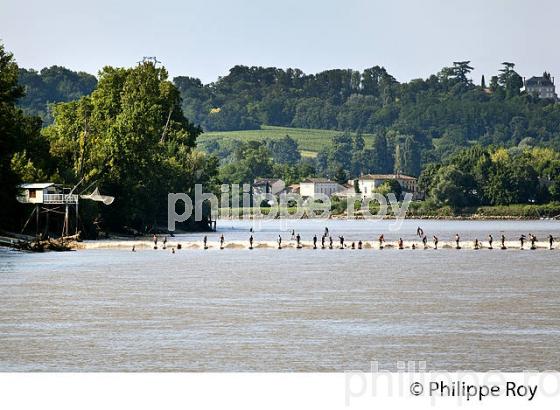 SURF SUR LE MASCARET DE LA  RIVIERE DORDOGNE, A SAINT-PARDON, GIRONDE. (33F30424.jpg)