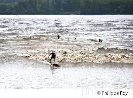SURF SUR LE MASCARET DE LA  RIVIERE DORDOGNE, A SAINT-PARDON, GIRONDE. (33F30501.jpg)