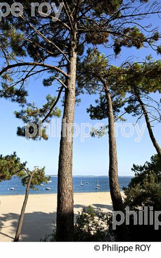 PLAGE PEREIRE, ARCACHON, BASSIN D' ARCACHON, GIRONDE. (33F30520.jpg)