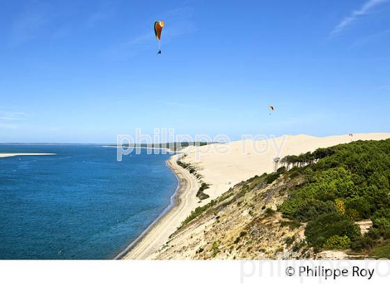 VOL EN PARAPENTE , DEPUIS LA DUNE DU PILAT, BASSIN D' ARCACHON, GIRONDE. (33F30904.jpg)