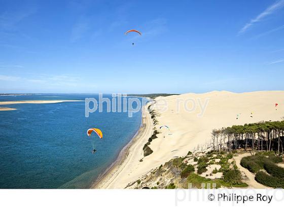 VOL EN PARAPENTE , DEPUIS LA DUNE DU PILAT, BASSIN D' ARCACHON, GIRONDE. (33F30906.jpg)