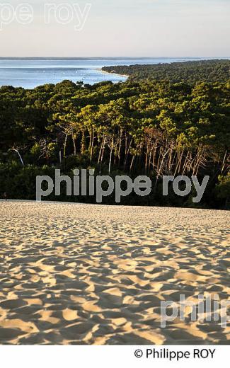LA DUNE DU PILAT,  LA FORET DE  PINS, ET LE BASSIN D' ARCACHON, GIRONDE. (33F30924.jpg)