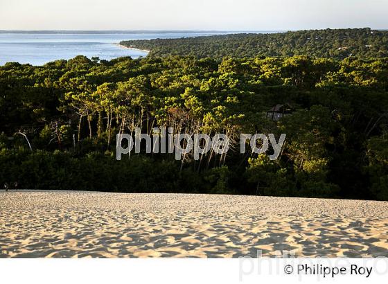 LA DUNE DU PILAT,  LA FORET DE  PINS, ET LE BASSIN D' ARCACHON, GIRONDE. (33F30925.jpg)