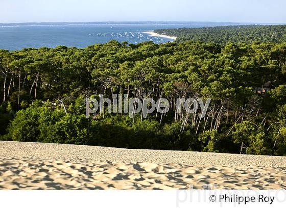 LA DUNE DU PILAT,  LA FORET DE  PINS, ET LE BASSIN D' ARCACHON, GIRONDE. (33F30926.jpg)