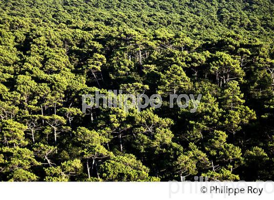LA FORET LANDAISE, DEPUIS LA  DUNE DU PILAT, BASSIN D' ARCACHON, GIRONDE. (33F30929.jpg)