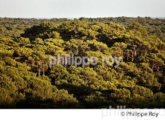 LA FORET LANDAISE, DEPUIS LA  DUNE DU PILAT, BASSIN D' ARCACHON, GIRONDE. (33F30930.jpg)