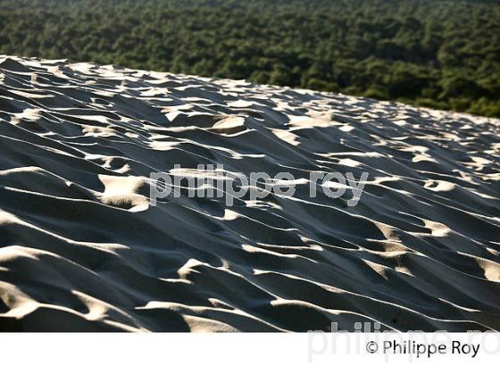 LA DUNE DU PILAT ET   LA FORET DE  PINS, ET LE BASSIN D' ARCACHON, GIRONDE. (33F30932.jpg)