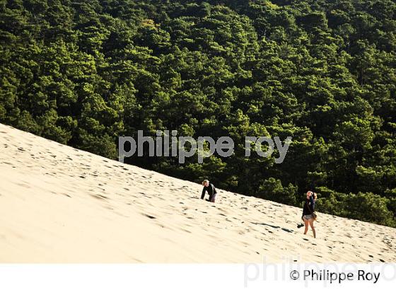 MONTEE A LA DUNE DU PILAT ET   LA FORET DE  PINS, ET LE BASSIN D' ARCACHON, GIRONDE. (33F30934.jpg)