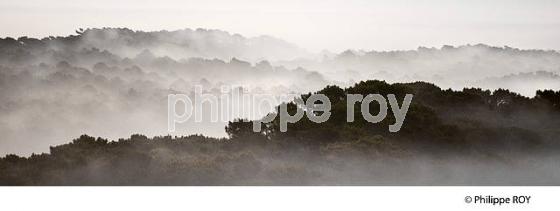 LEVER DU JOUR SUR LA FORET LANDAISE, DUNE DU PILAT, BASSIN D' ARCACHON, GIRONDE. (33F31113.jpg)