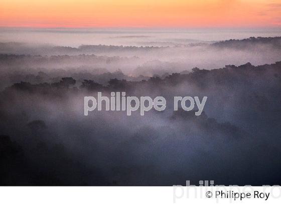 LEVER DU JOUR SUR LA FORET LANDAISE, DUNE DU PILAT, BASSIN D' ARCACHON, GIRONDE. (33F31116.jpg)