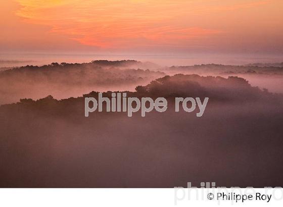 LEVER DU JOUR SUR LA FORET LANDAISE, DUNE DU PILAT, BASSIN D' ARCACHON, GIRONDE. (33F31119.jpg)