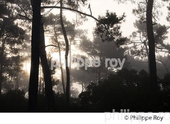 BRUME SUR LA FORET LANDAISE, PIN MARITIME, LA TESTE,  BASSIN D' ARCACHON, GIRONDE. (33F31138.jpg)