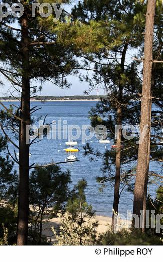 PINS MARITIMES, PLAGE DU PYLA SUR MER, BASSIN D' ARCACHON, GIRONDE. (33F31205.jpg)