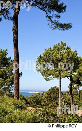 PINS MARITIMES, PLAGE DU PYLA SUR MER, BASSIN D' ARCACHON, GIRONDE. (33F31207.jpg)