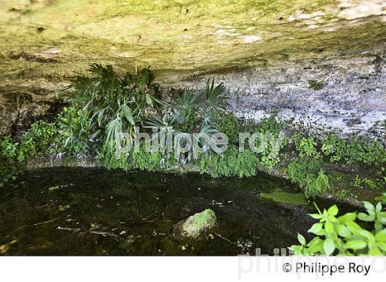 SOURCE  ET RETENUE D' EAU DANS FALAISE  CALCAIRE A SAINT LAURENT DES COMBES, GIRONDE. (33F31732.jpg)