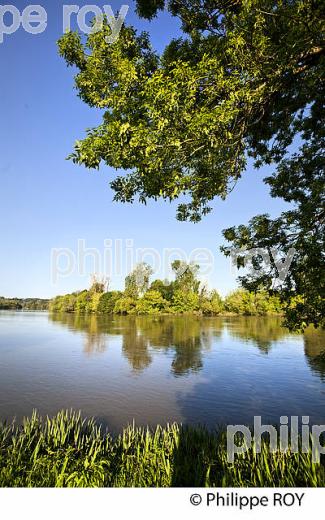 LES BERGES DE LA DORDOGNE A VIGNONET, JURIDICTION DE SAINT-EMILION, GIRONDE. (33F31801.jpg)