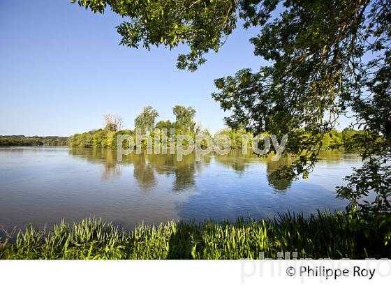 LES BERGES DE LA DORDOGNE A VIGNONET, JURIDICTION DE SAINT-EMILION, GIRONDE. (33F31802.jpg)