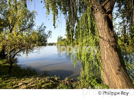 LES BERGES DE LA DORDOGNE A VIGNONET, JURIDICTION DE SAINT-EMILION, GIRONDE. (33F31803.jpg)