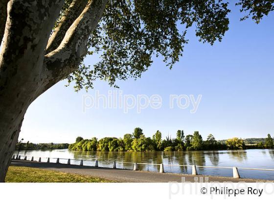 LES BERGES DE LA DORDOGNE A VIGNONET, JURIDICTION DE SAINT-EMILION, GIRONDE. (33F31805.jpg)