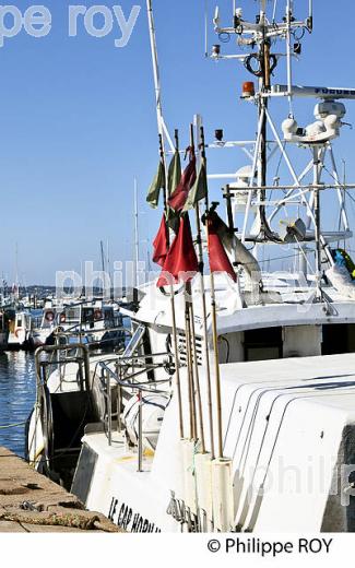 LE PORT DE PECHE  D' ARCACHON, BASSIN D' ARCACHON,  GIRONDE. (33F32234.jpg)