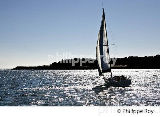 VOILIER ET POINTE DU CAP FERRET , BASSIN D' ARCACHON, GIRONDE. (33F32426.jpg)