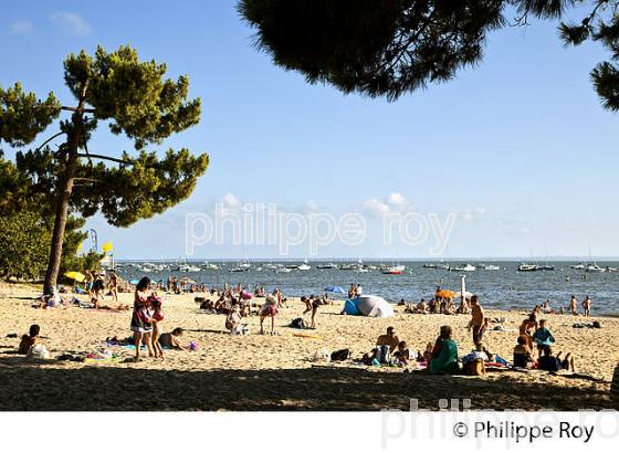 PINEDE ET PLAGE  DU BETEY, ANDERNOS-LES-BAINS, BASSIN D' ARCACHON, GIRONDE. (33F32526.jpg)