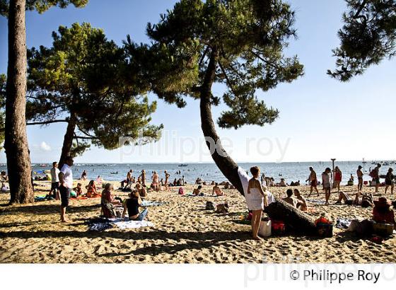 PINEDE ET PLAGE  DU BETEY, ANDERNOS-LES-BAINS, BASSIN D' ARCACHON, GIRONDE. (33F32529.jpg)