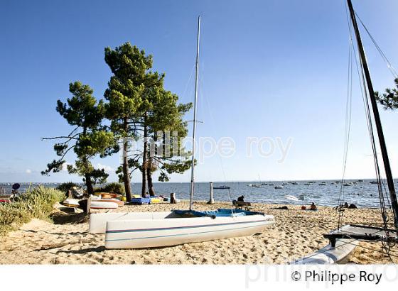 PINEDE ET PLAGE  DU BETEY, ANDERNOS-LES-BAINS, BASSIN D' ARCACHON, GIRONDE. (33F32533.jpg)