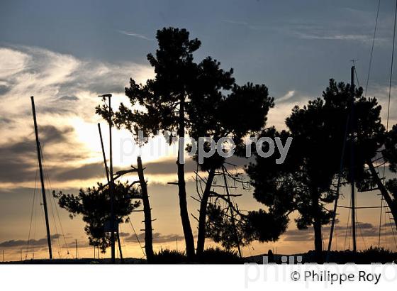 PINEDE ET PLAGE  DU BETEY, ANDERNOS-LES-BAINS, BASSIN D' ARCACHON, GIRONDE. (33F32539.jpg)