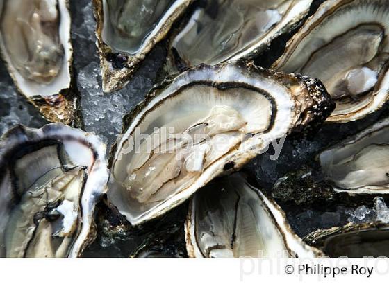 DEGUSTATION D' HUITRES , PORT OSTREICOLE D'  ANDERNOS-LES-BAINS, BASSIN D' ARCACHON, GIRONDE. (33F32622.jpg)