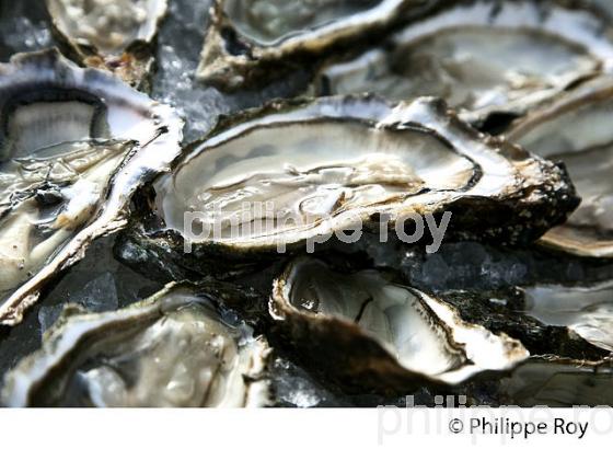 DEGUSTATION D' HUITRES , PORT OSTREICOLE D'  ANDERNOS-LES-BAINS, BASSIN D' ARCACHON, GIRONDE. (33F32623.jpg)