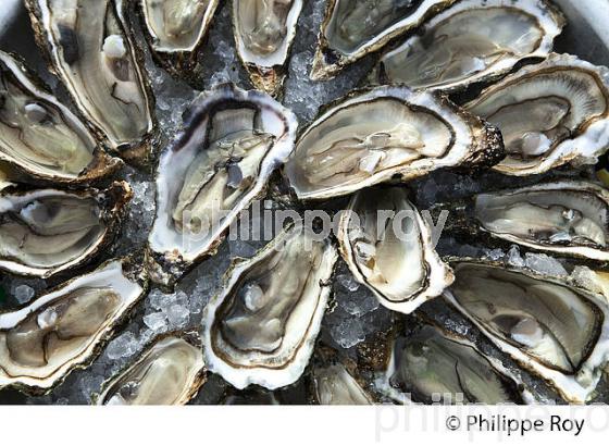 DEGUSTATION D' HUITRES , PORT OSTREICOLE D'  ANDERNOS-LES-BAINS, BASSIN D' ARCACHON, GIRONDE. (33F32624.jpg)