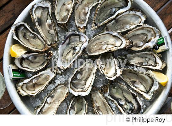 DEGUSTATION D' HUITRES , PORT OSTREICOLE D'  ANDERNOS-LES-BAINS, BASSIN D' ARCACHON, GIRONDE. (33F32625.jpg)