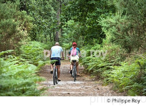 CYCLISTES, PISTE CYCLABLE DU CHEMIN DU LITTORAL, ANDERNOS-LES-BAINS, BASSIN ARCACHON. (33F32631.jpg)