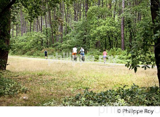 CYCLISTES, PISTE CYCLABLE DU CHEMIN DU LITTORAL, ANDERNOS-LES-BAINS, BASSIN ARCACHON. (33F32633.jpg)