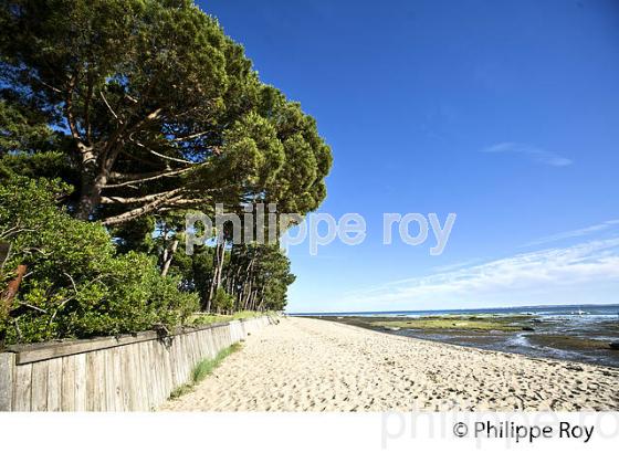 PLAGE D' ARES , BASSIN D' ARCACHON, GIRONDE. (33F32635.jpg)