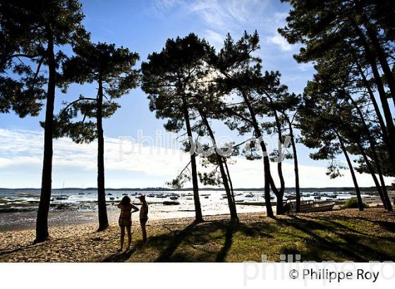 PINEDE, RESERVE NATURELLE DE SAINT BRICE, ARES , BASSIN D' ARCACHON, GIRONDE. (33F32637.jpg)