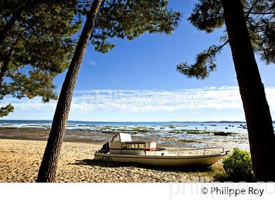 PINEDE, RESERVE NATURELLE DE SAINT BRICE, ARES , BASSIN D' ARCACHON, GIRONDE. (33F32638.jpg)