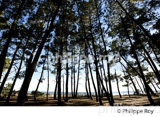 PINEDE, RESERVE NATURELLE DE SAINT BRICE, ARES , BASSIN D' ARCACHON, GIRONDE. (33F32639.jpg)