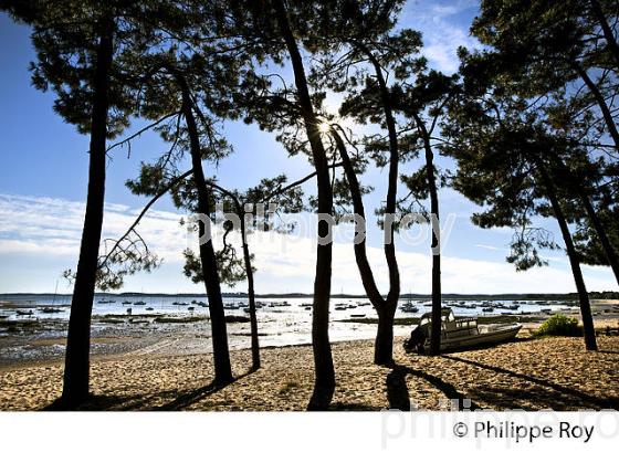 PINEDE, RESERVE NATURELLE DE SAINT BRICE, ARES , BASSIN D' ARCACHON, GIRONDE. (33F32701.jpg)