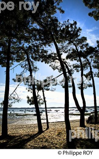 PINEDE, RESERVE NATURELLE DE SAINT BRICE, ARES , BASSIN D' ARCACHON, GIRONDE. (33F32702.jpg)